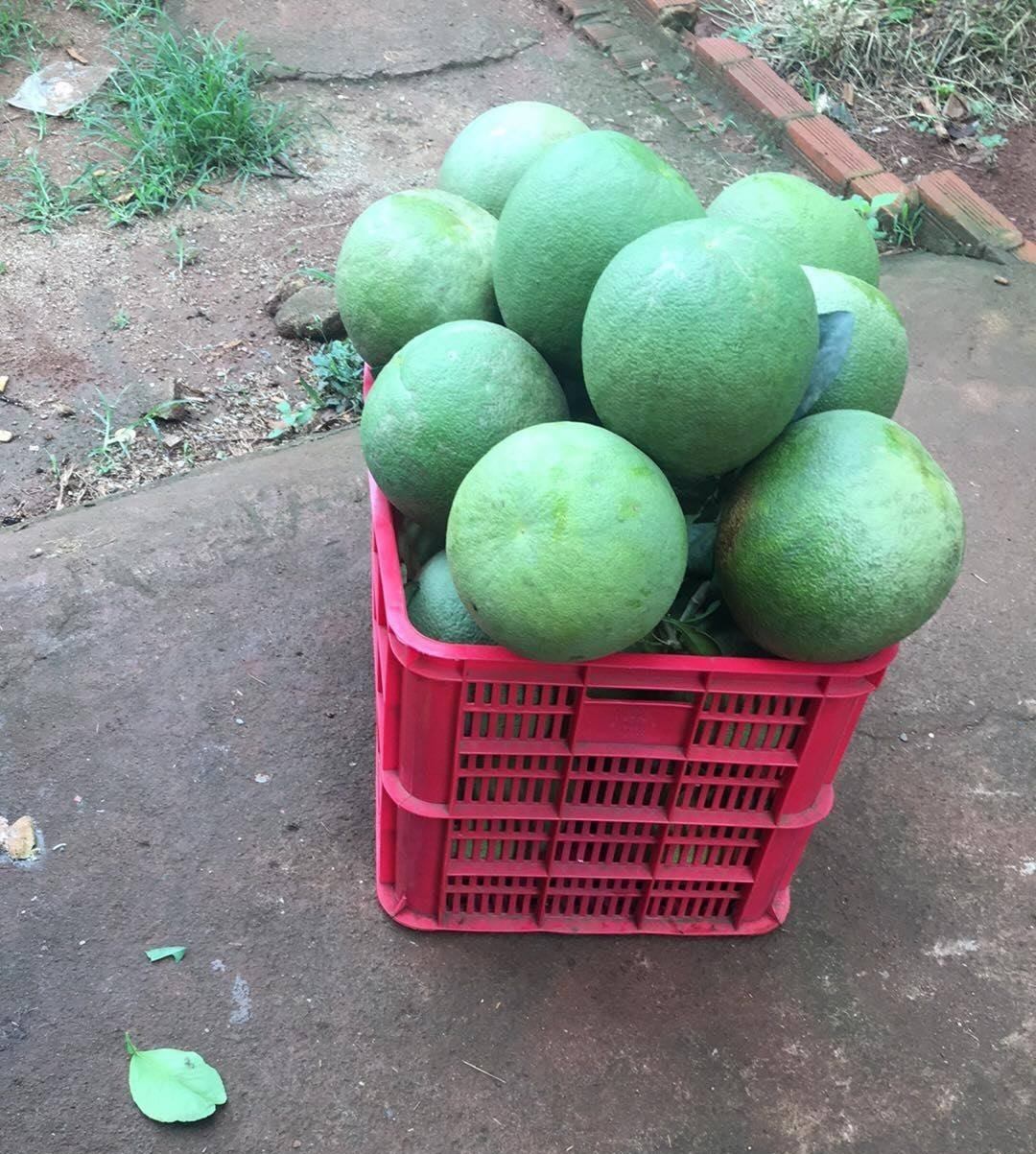 Fruit Farm | Ba Ria