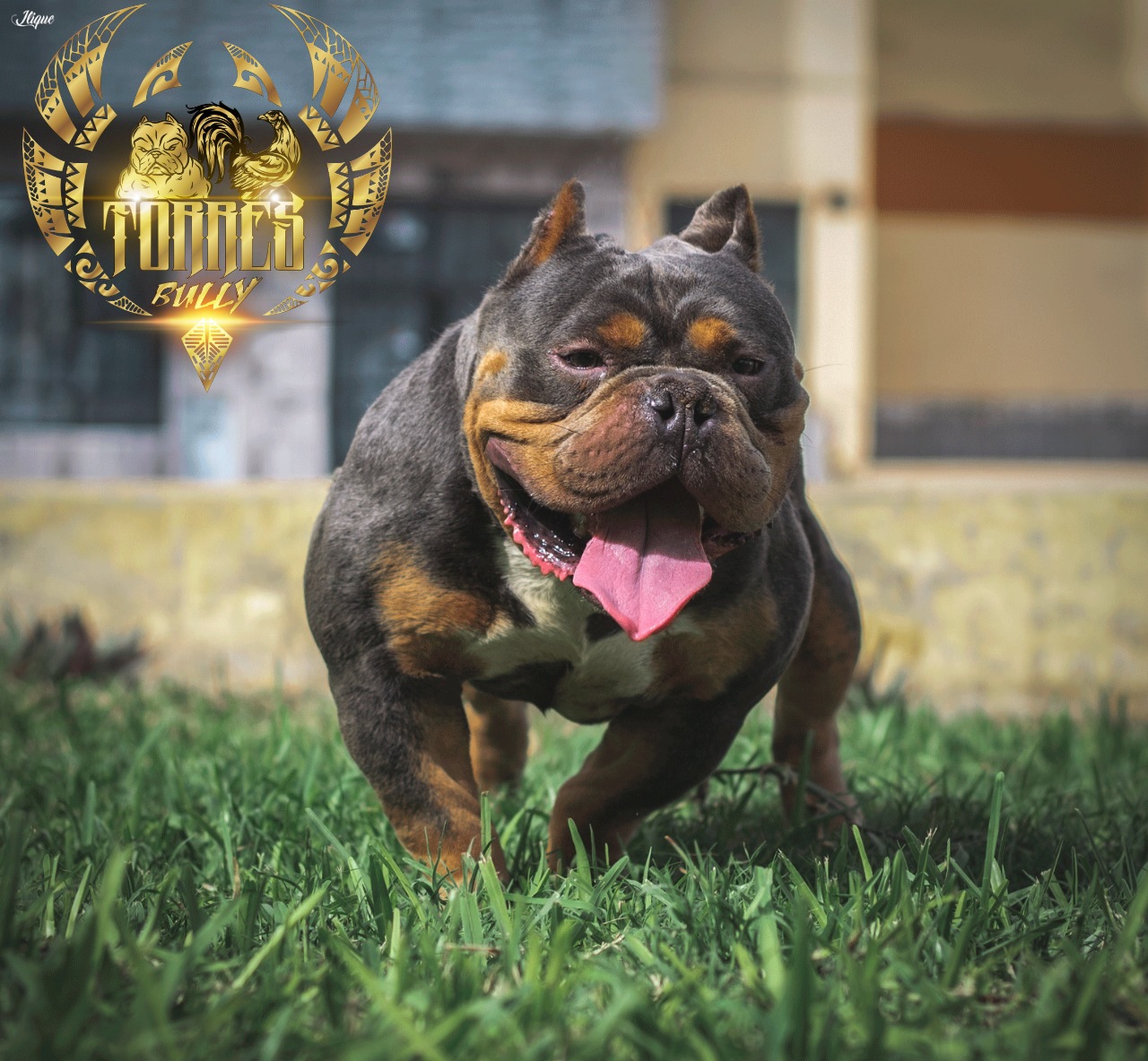 🎉🎉¡¡Muchas felicidades Sambos de Huaral!!🎉🎉 🥳🥳🥳 Amenizamos todo tipo de ...