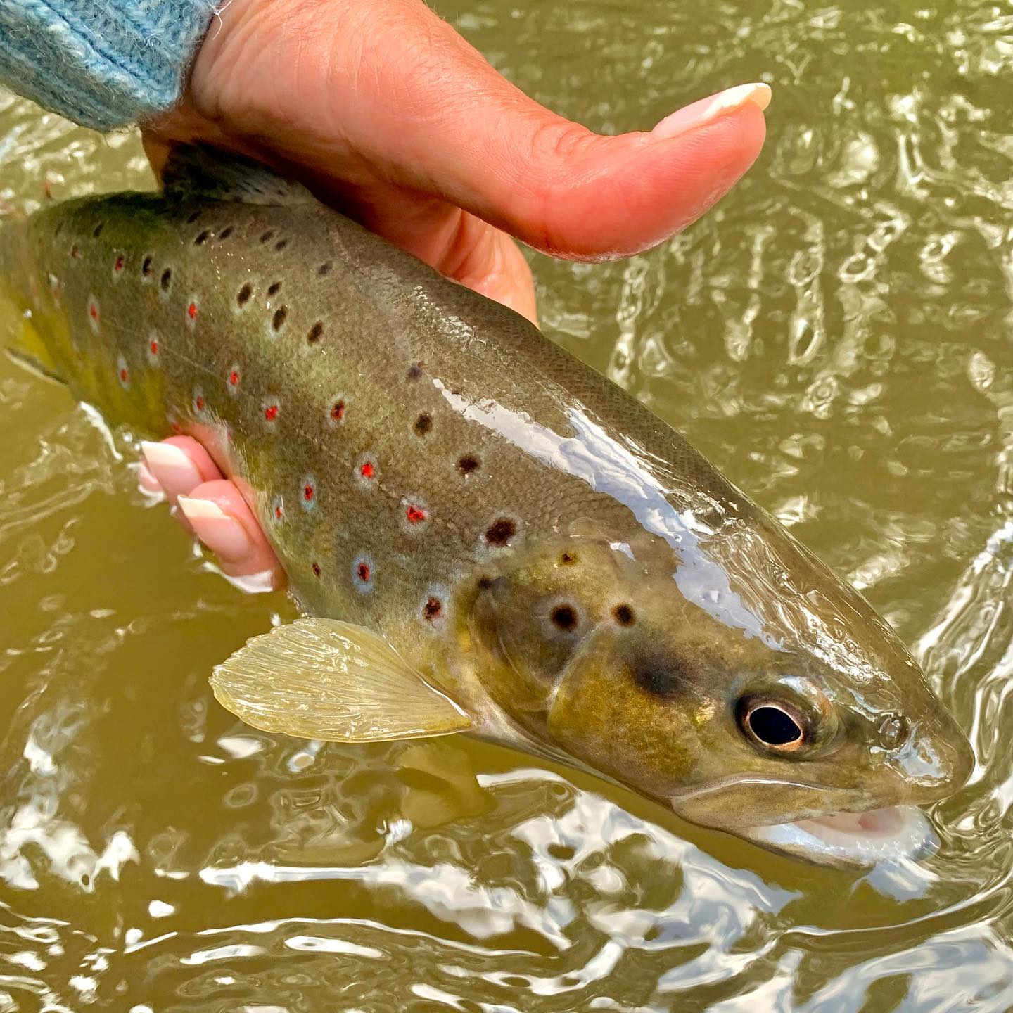 Nothing like a quick hour on a... - Gilly Bate Fly Odyssey