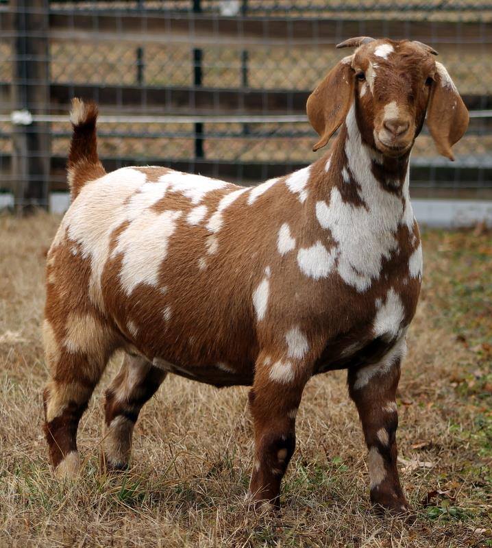 Updated pics of Chelsea... - A Splash of Color Boer Goat Sale