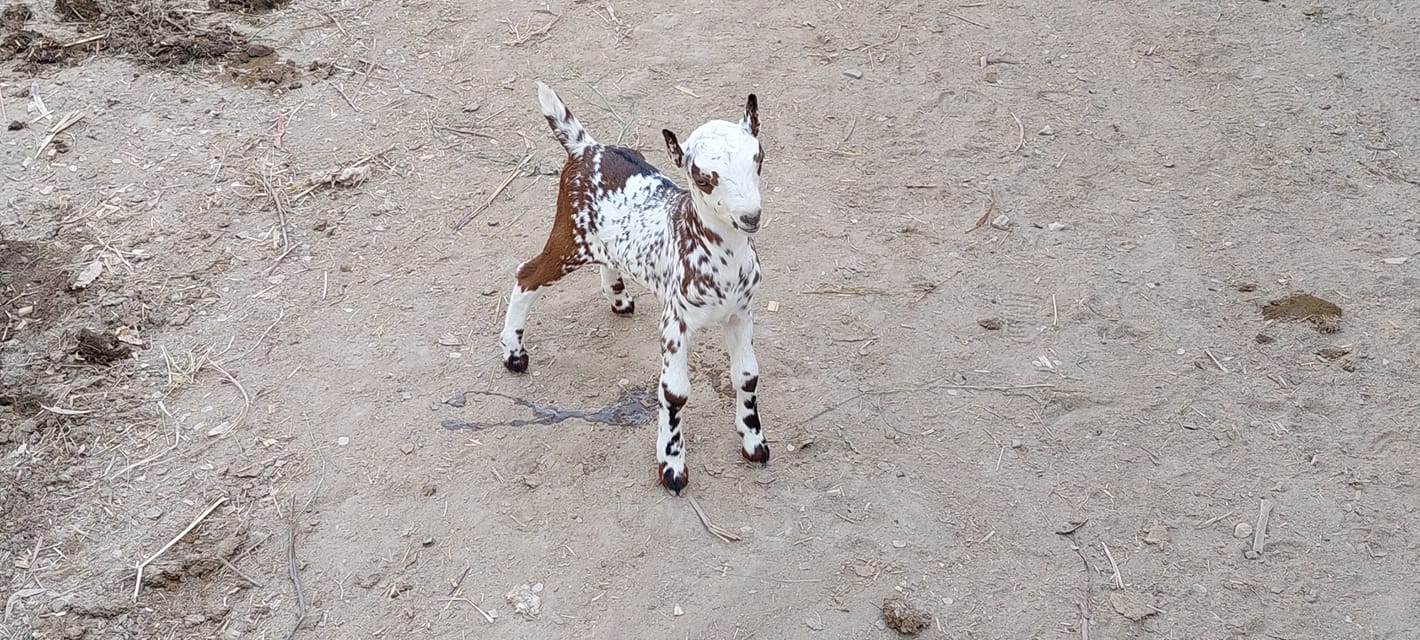 Smart Teddy Goats | Facebook