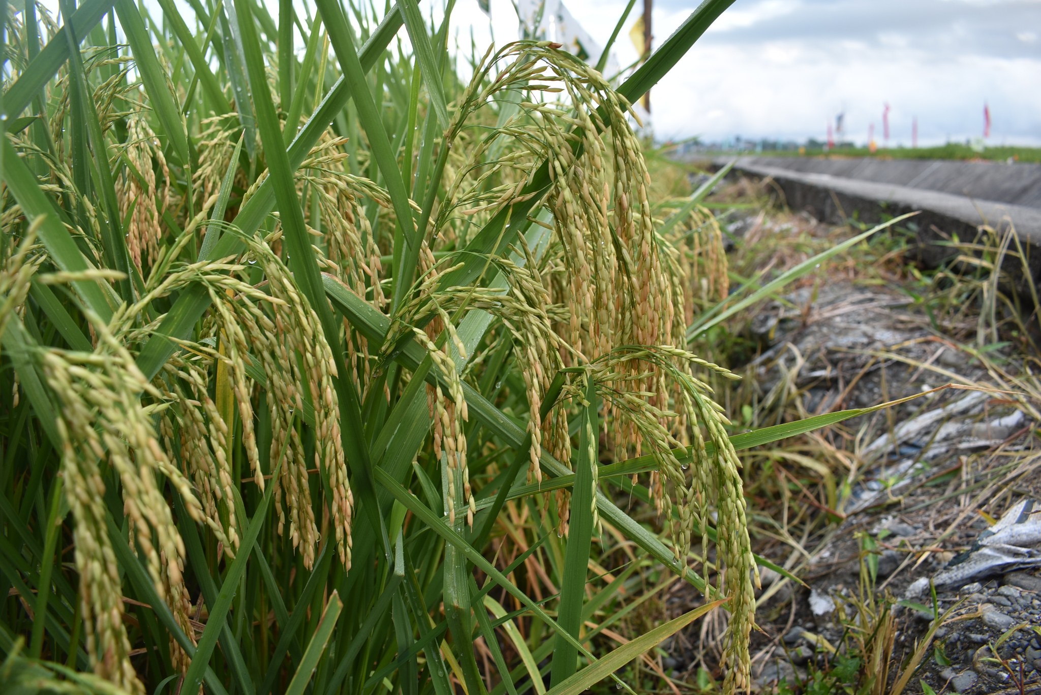 TAO Seeds Hatao - LOOK: HATAO DiNORADO crop stand during... | Facebook