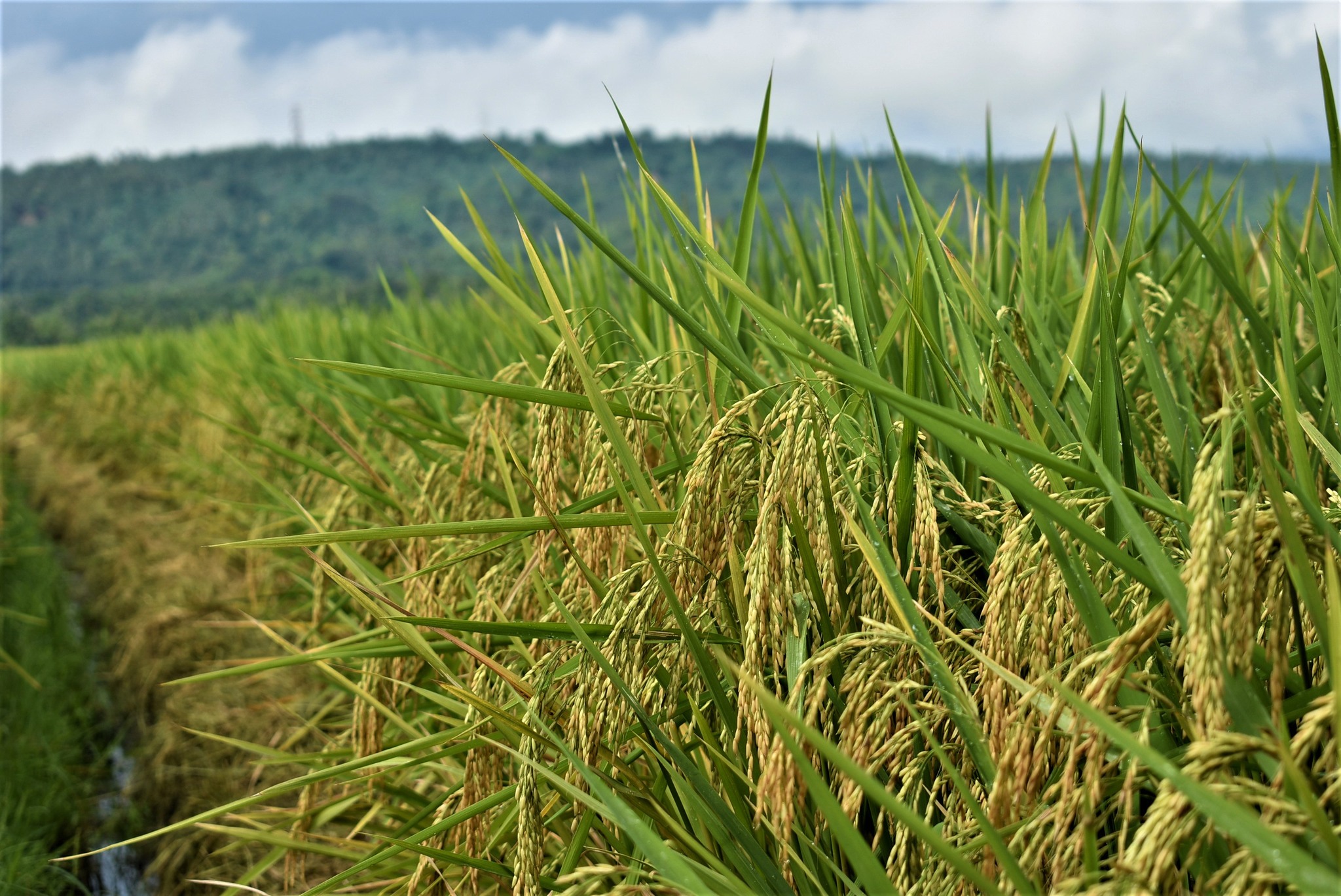 TAO Seeds Hatao - LOOK: HATAO DiNORADO crop stand during... | Facebook