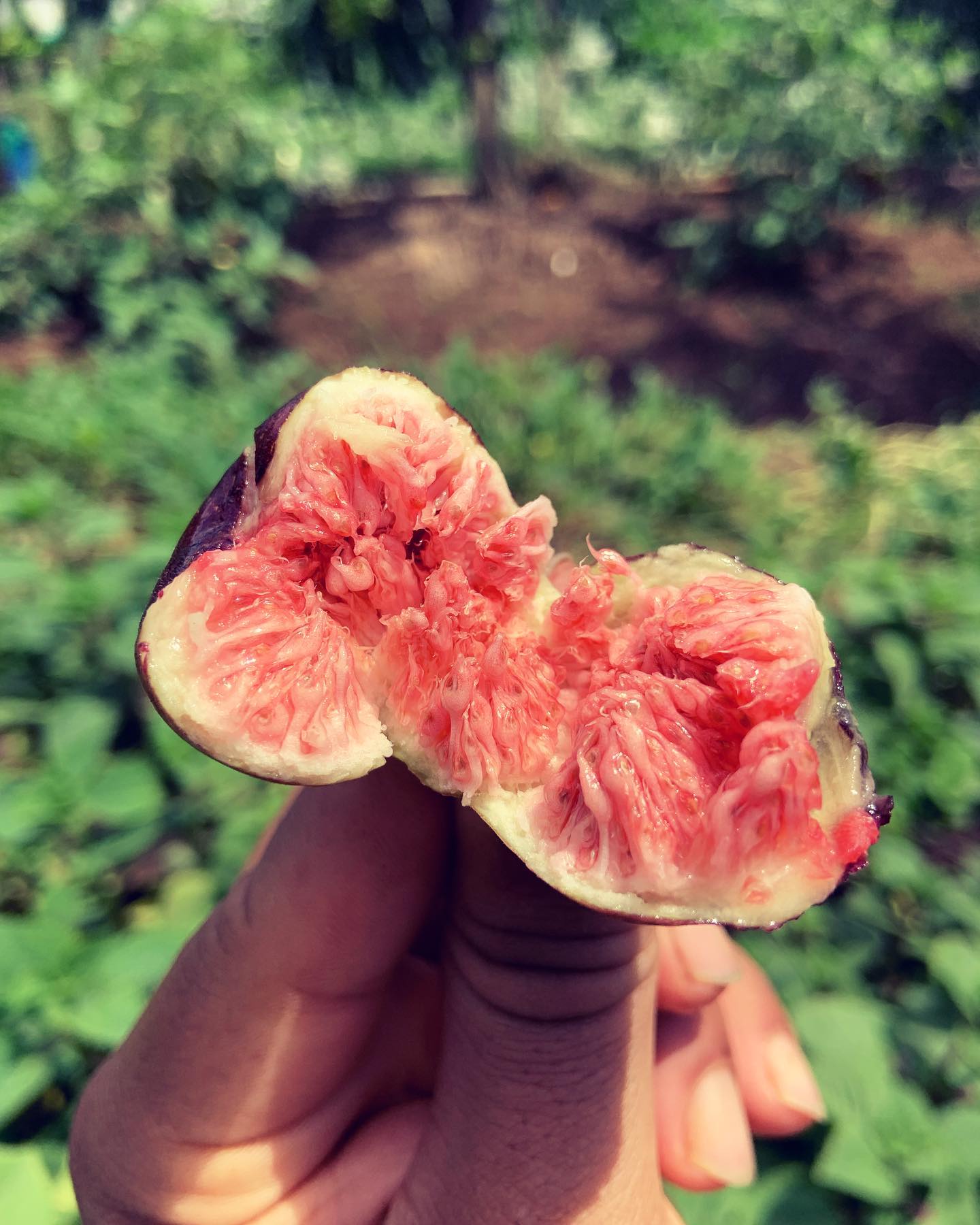 La figue n’est pas un fruit.... - Le Jardin des Quatre Vents