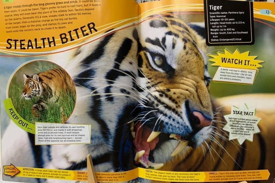 📚 ปกอ่อน สภาพดีมาก Fierce Predators / Strange Bugs 💌 หนังสือความรู้ ...