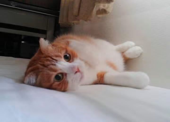 にゃ