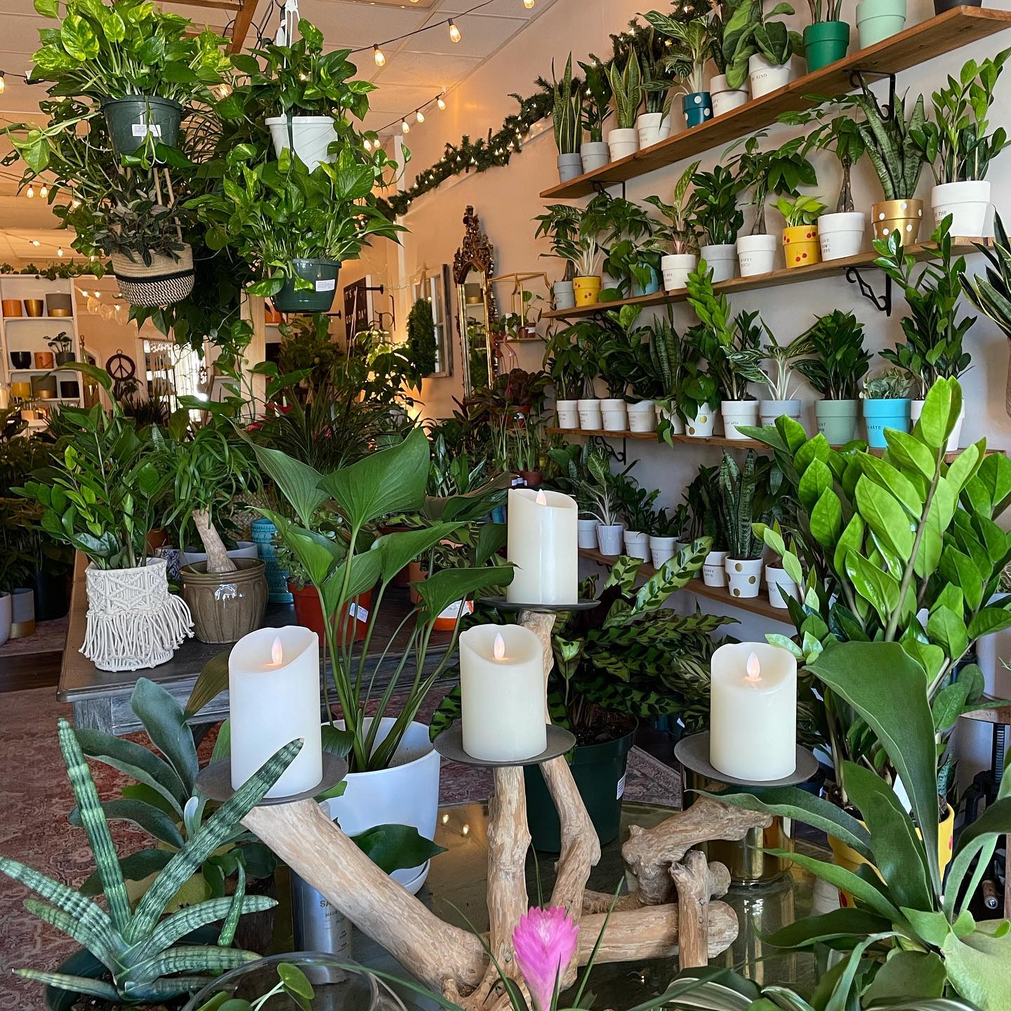 River Plant Co. - New plants in for the weekend! Swipe to... | Facebook