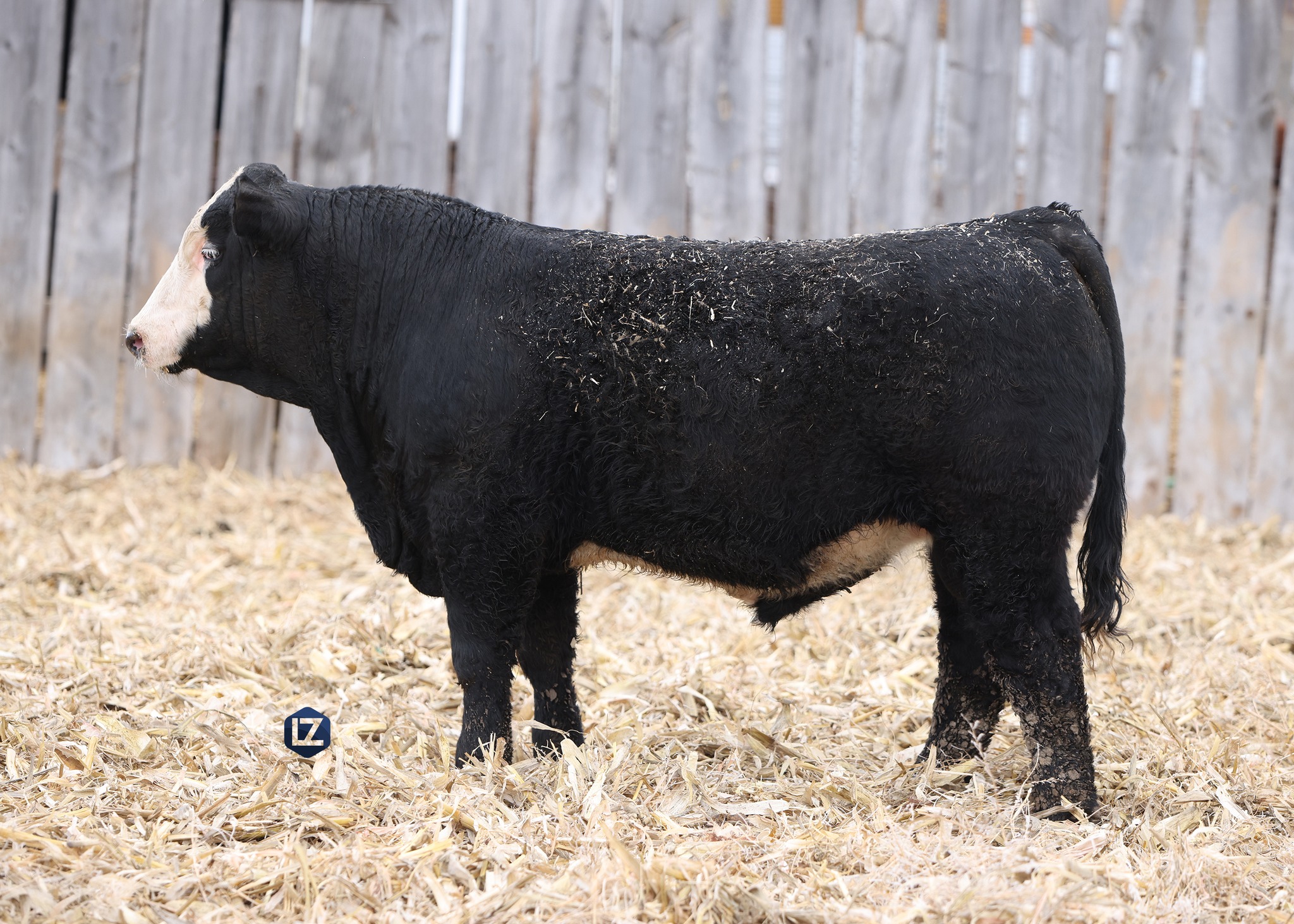 The Homestake Ranch annual... - LZ Livestock + Photography | Facebook