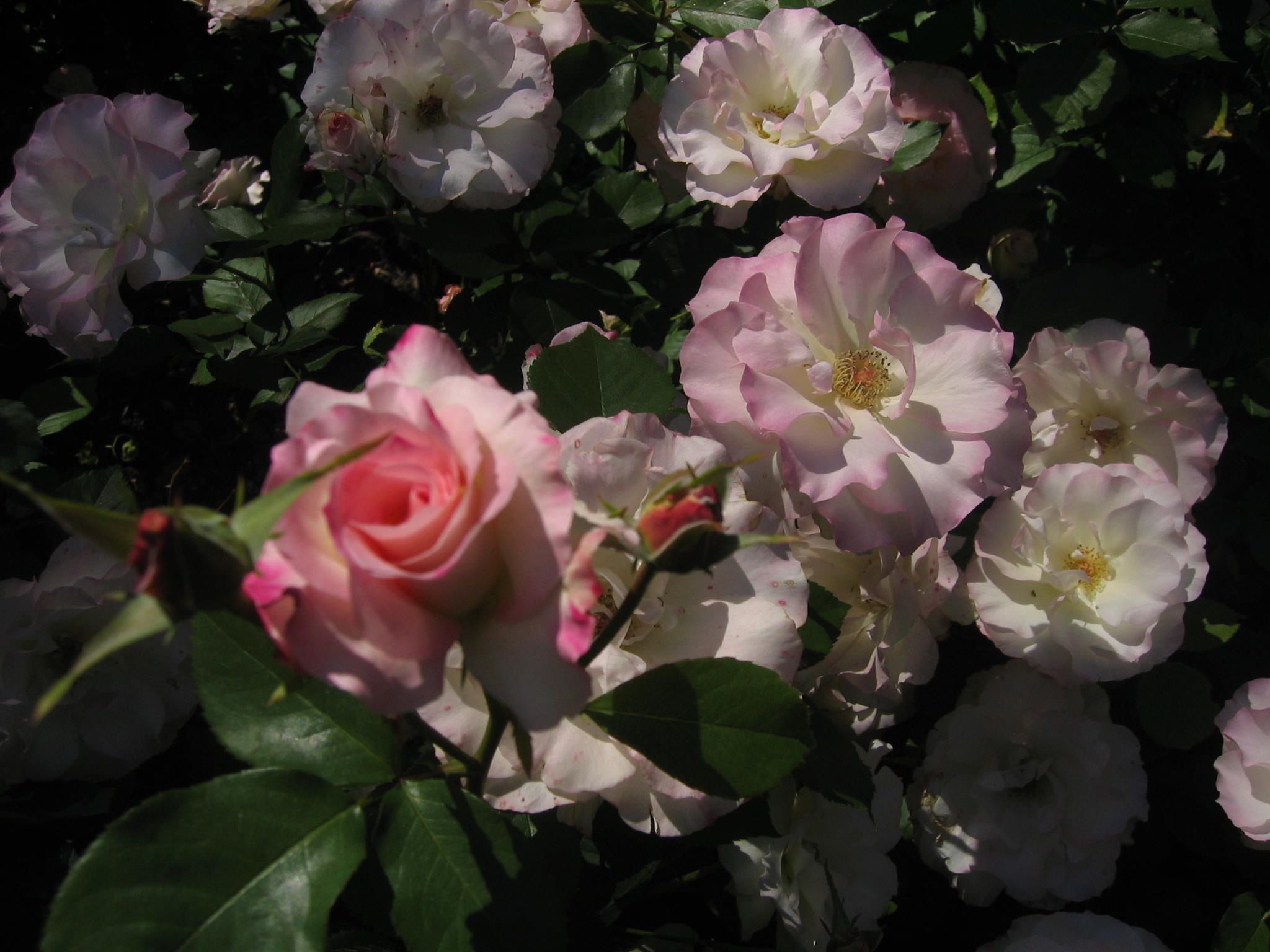 Select Roses - Select Roses added a new photo.
