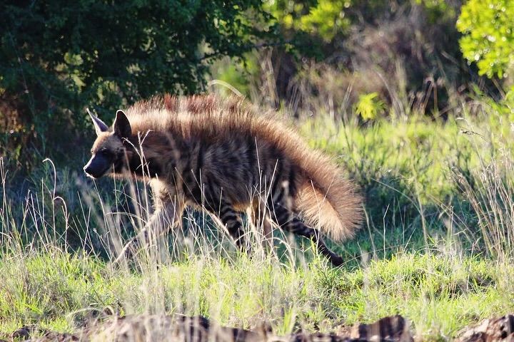 National Geographic NATGEO | A Hiena-Riscada (Hyaena hyaena) 🐾 | Facebook