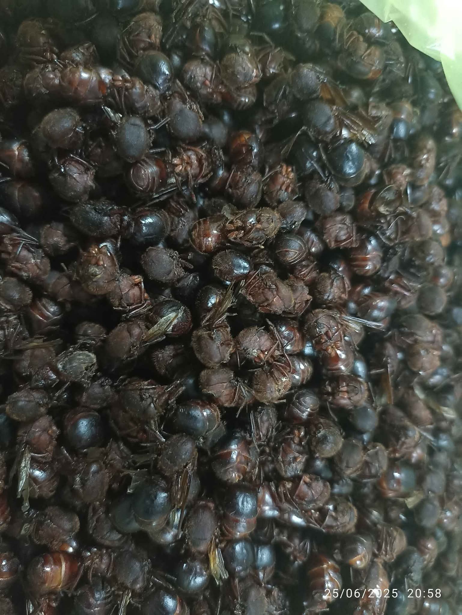 Chicatanas, chicalas, hormigas San Juan - Food - Metepec | Facebook ...