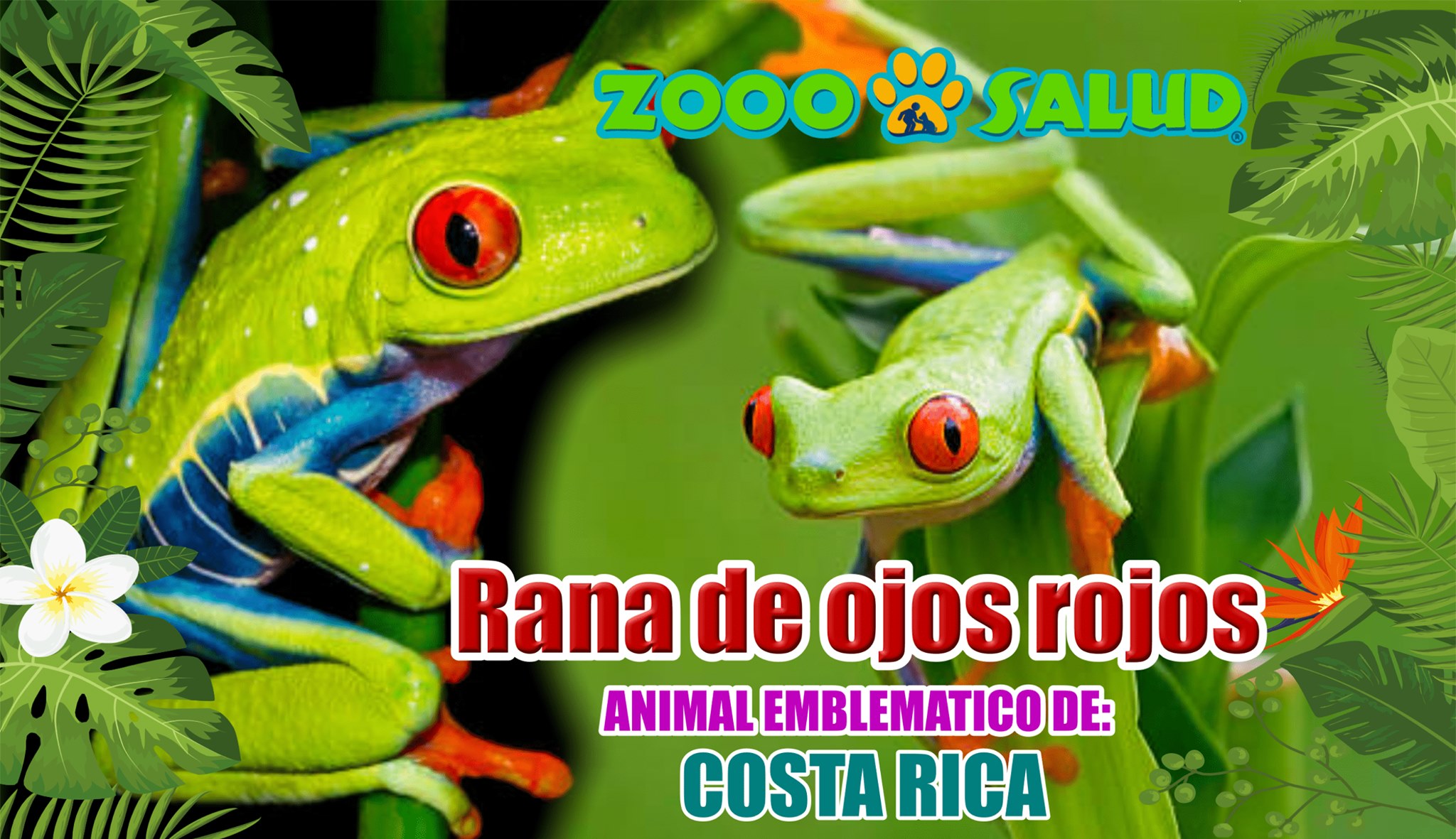 Zooosalud - La rana de ojos rojos es el animal emblemático del país de ...