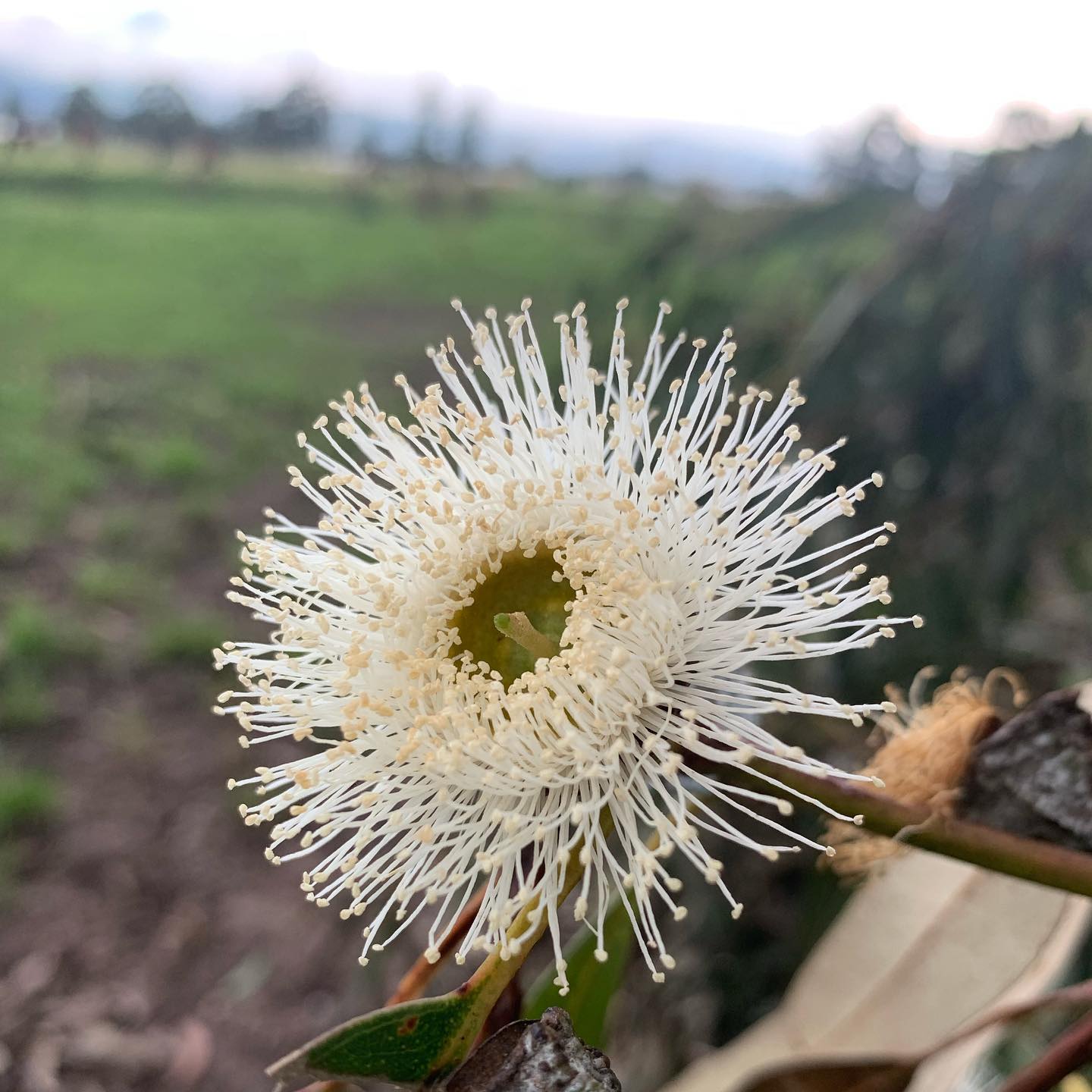 YURAK PUNGO FARMS | Cayambe