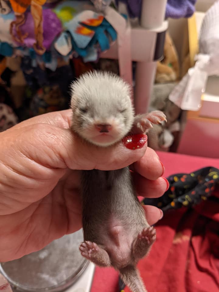 The hidey-hole Gang Ferrets... - Thehideyhole Gang Ferrets | Facebook