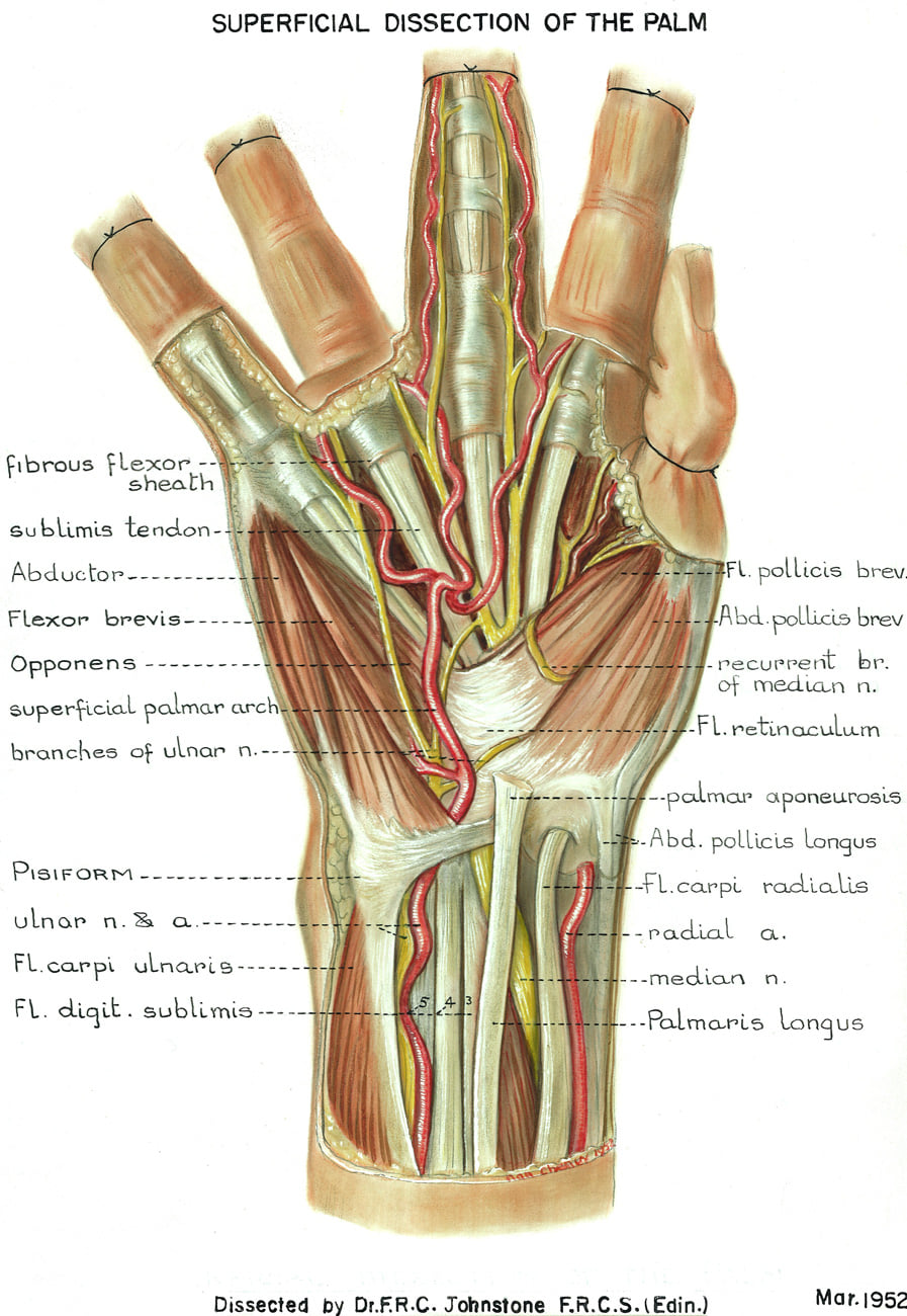 Anatomy of the Hand... - Clinical Anatomy & Operative Surgery