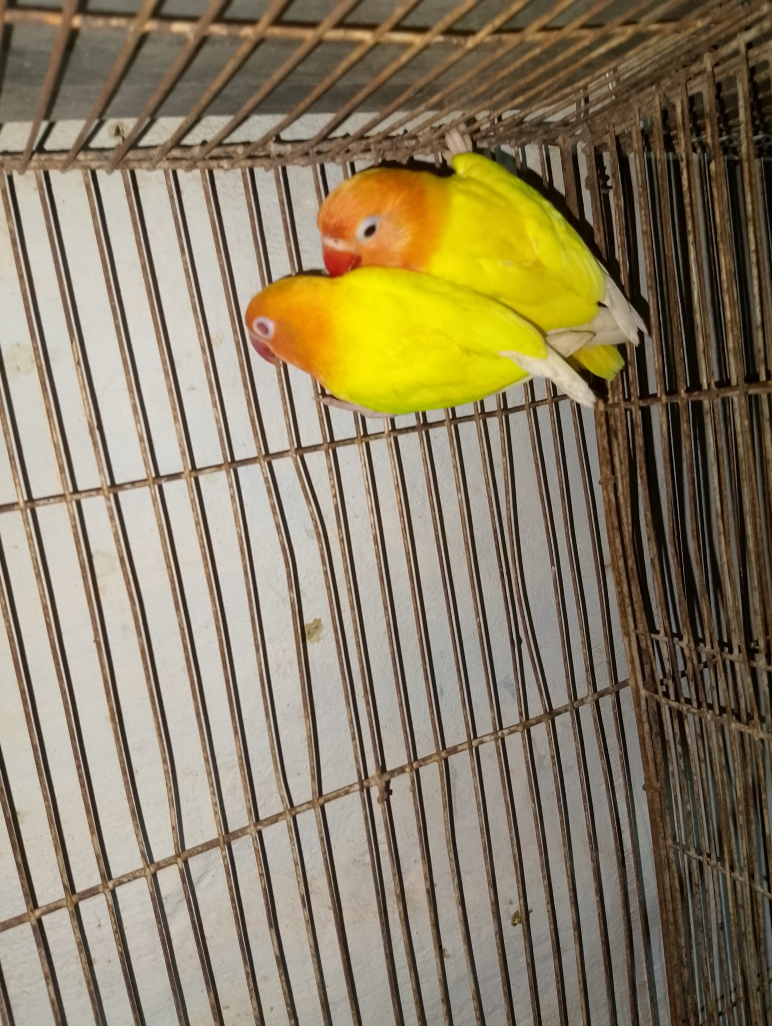 Noyon Aviary Bogura