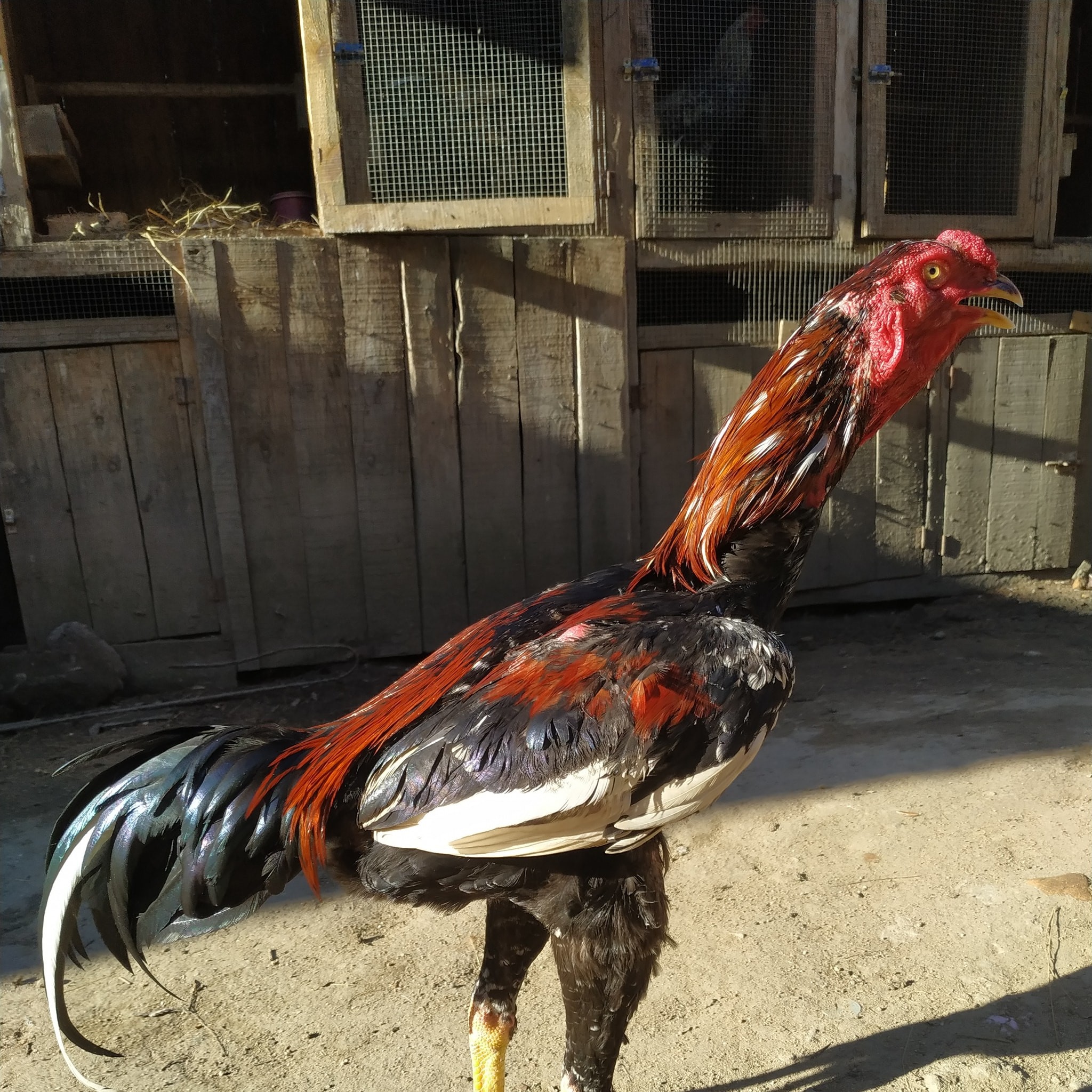 Meilleur Race De Coq De Combat