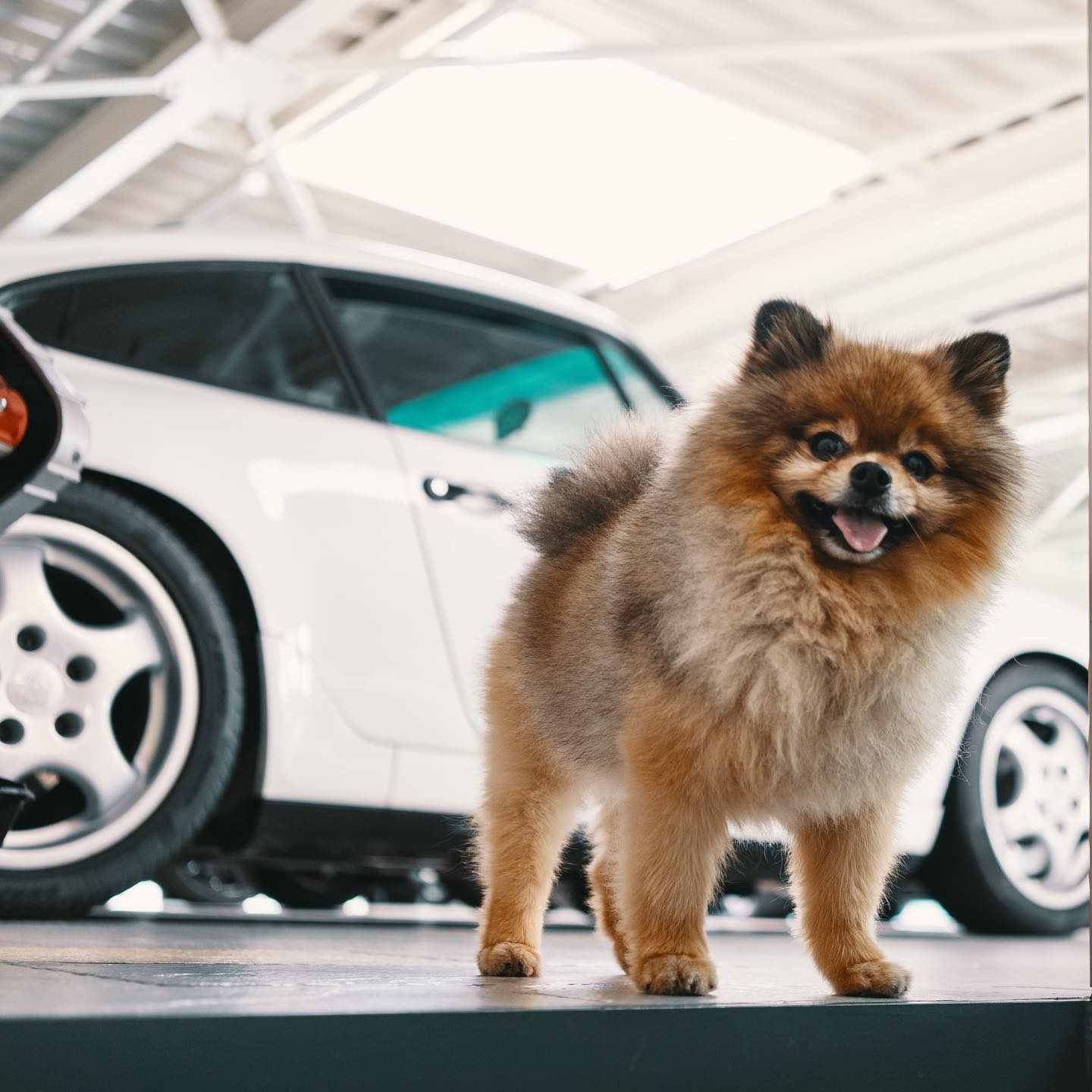 Perego Cars - Meet COUNTACH, the only one. He is our team...