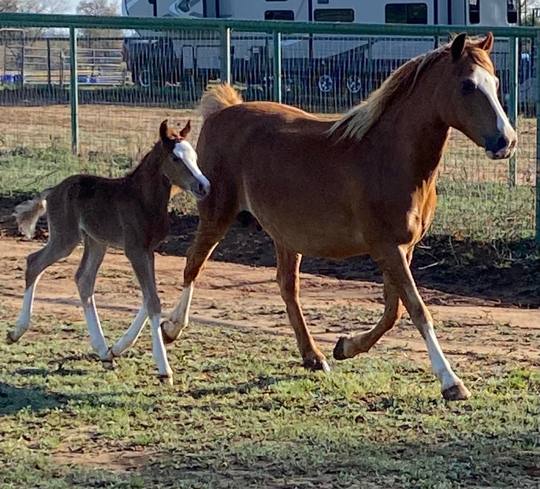 The official name for our newest... - Kickapoo Ponies Texas