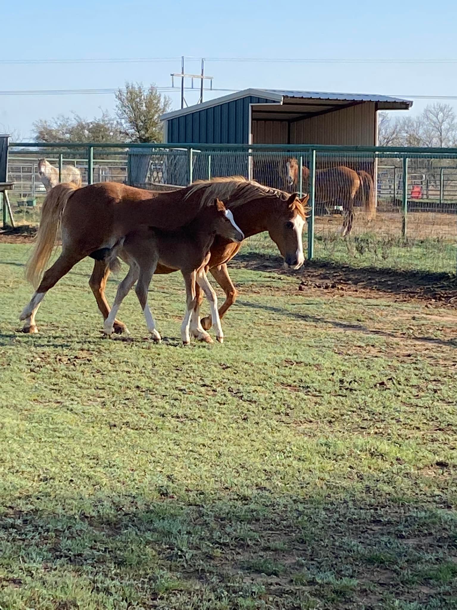 The official name for our newest... - Kickapoo Ponies Texas