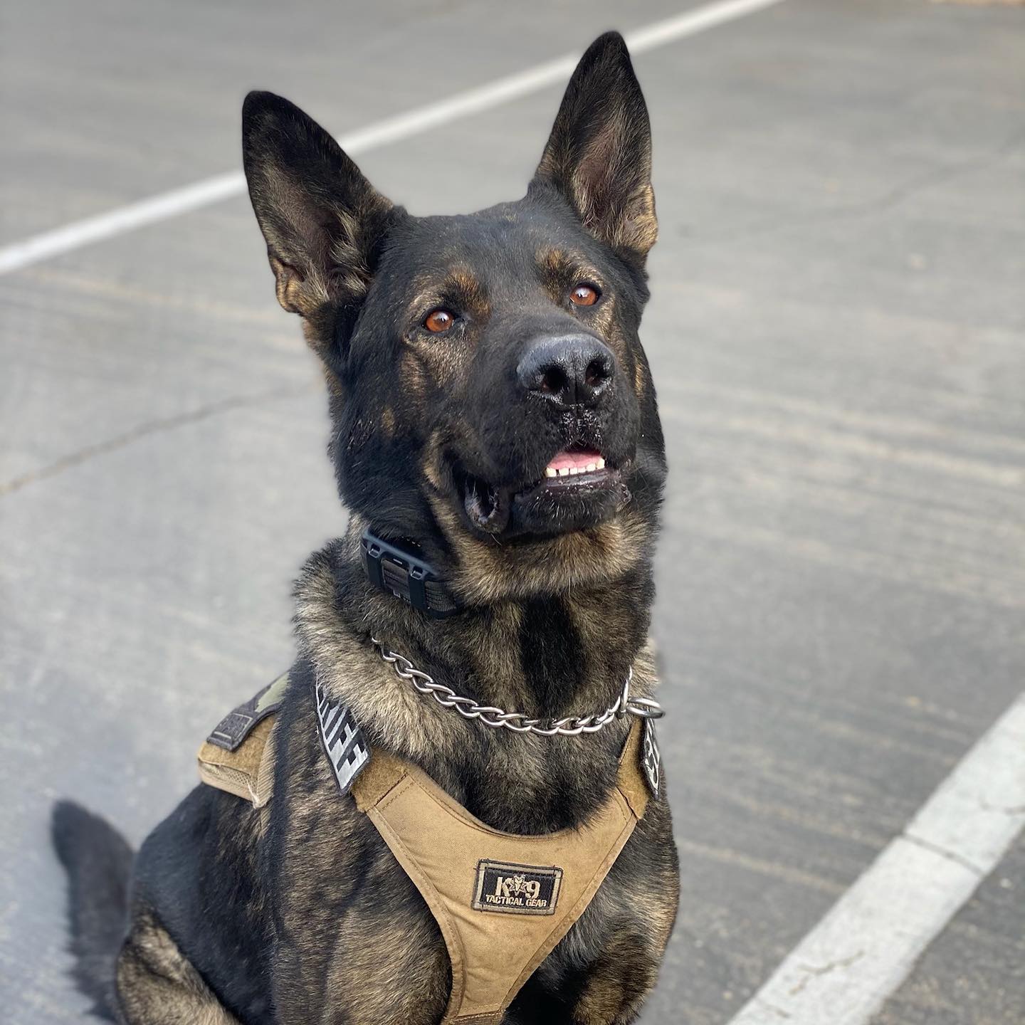K9 Cash and K9 Riley... - Sacramento Sheriff K9 Association | Facebook