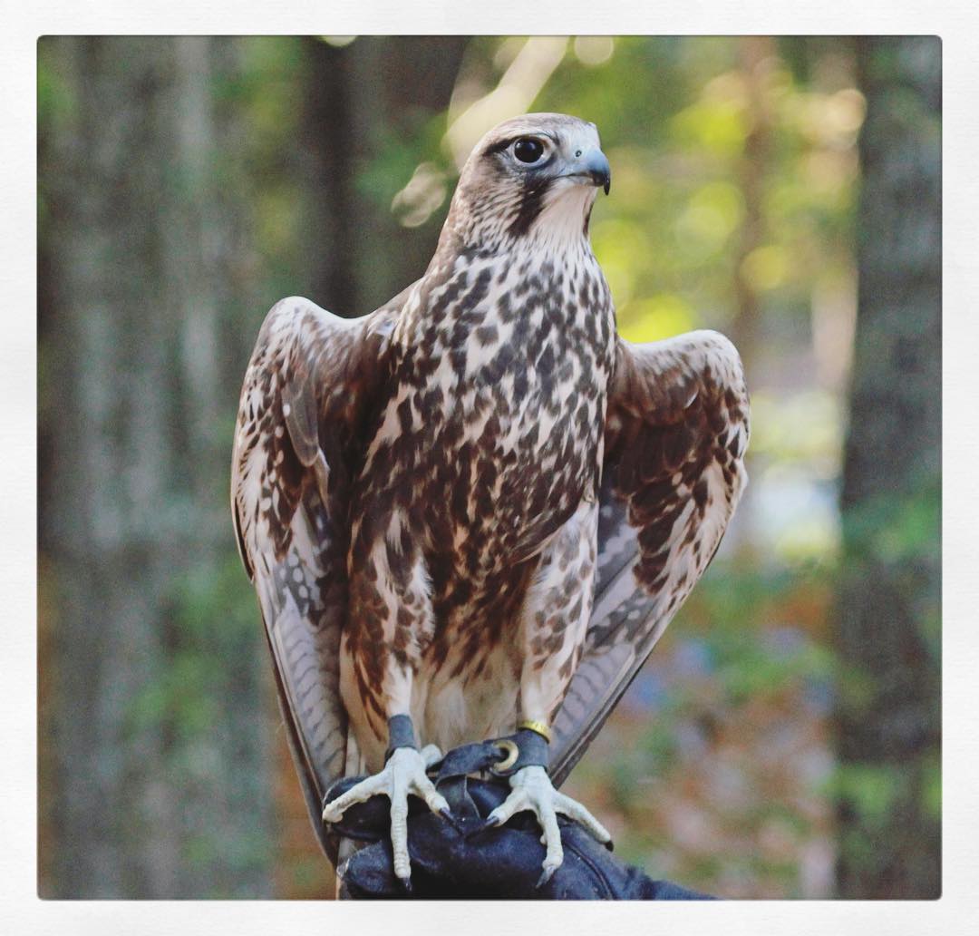 Alias Designs Saudi Arabia S National Bird Is The Falcon Recognizing The Importance Of Falconry In Their Tradition And Culture Falcons Have Always Been Regarded As A Symbol Of Force And Courage