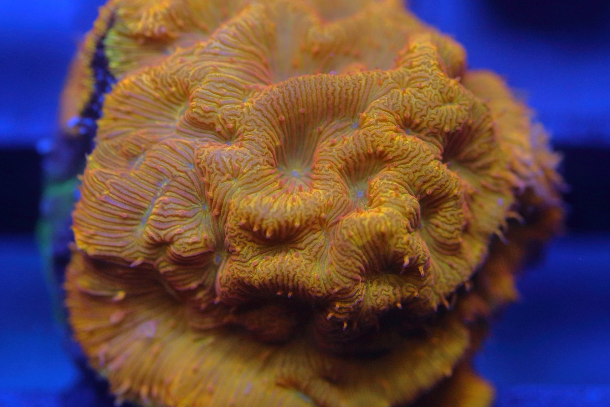 Frag Farm Ltd - The farm is looking truly amazing at the...