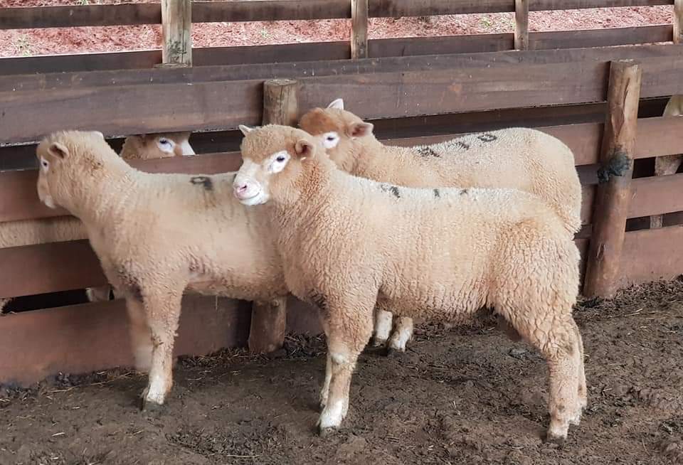 Since sheep don't have names, the coloured marks / numbers you see are ...