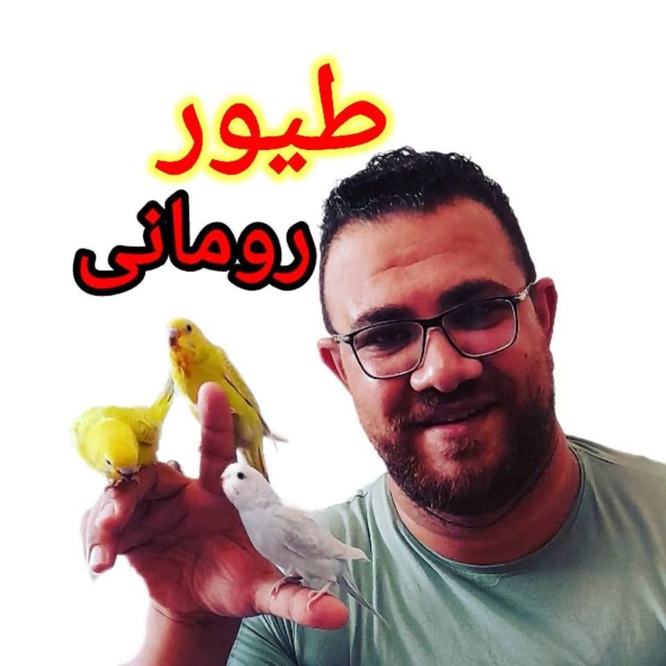 طيور الزينة للمبتدئينRomany | Facebook