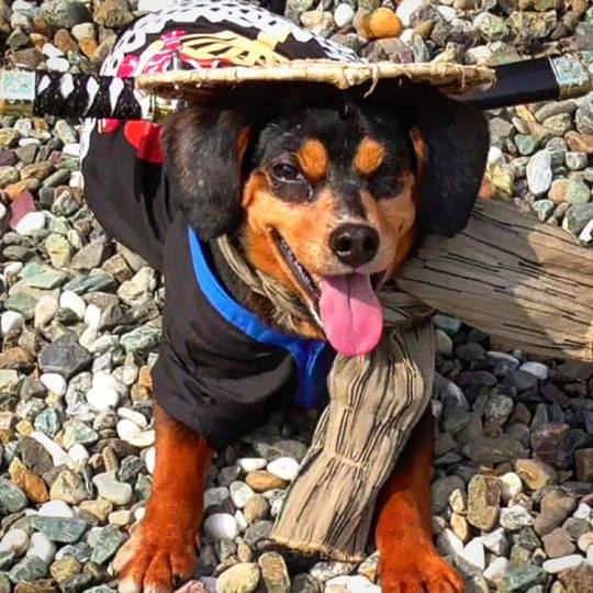 Samurai Dog Masamune