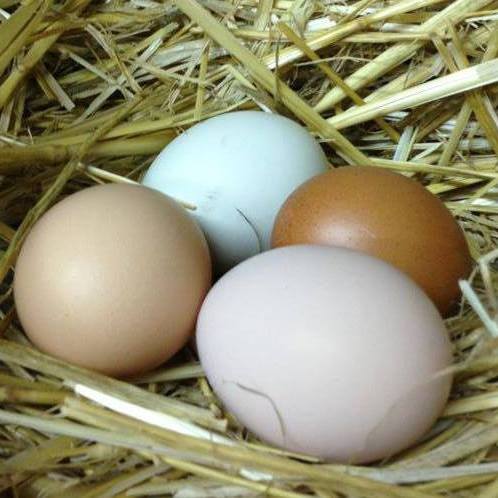 Morning traffic with some hennitude! | Fuster Cluck Farm