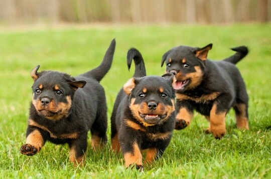 Rottweiler , Alaskan & Pet Lover