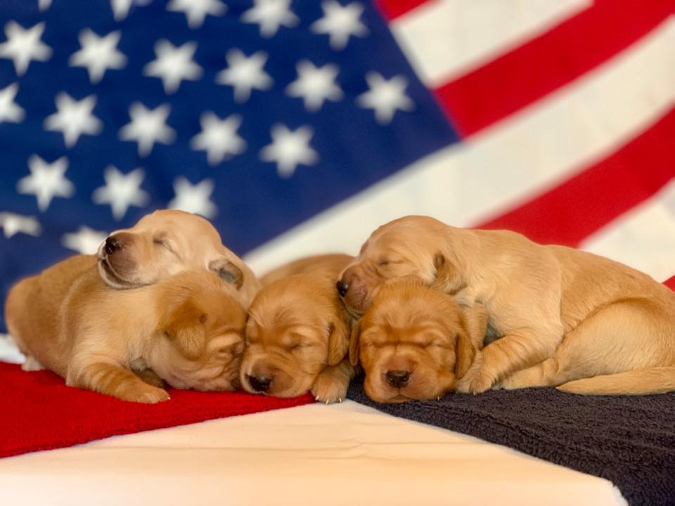 Labrador... - Labrador Retrievers in Southwest Florida