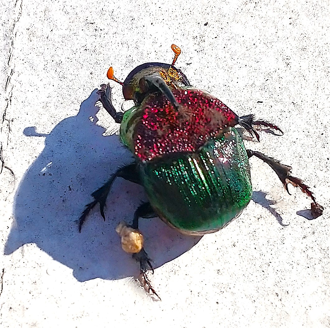 Identified scarab beetle species found in garden
