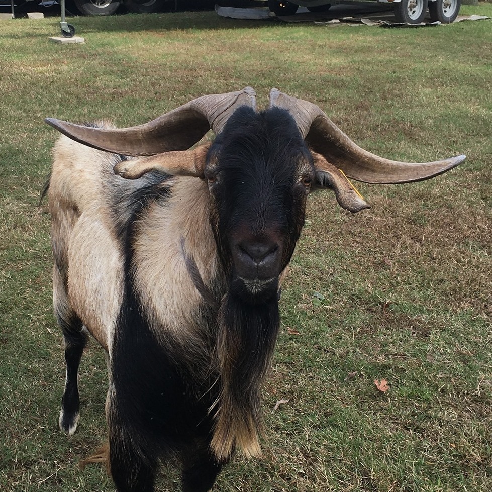 Taylor Farm-Goats At Work... - Taylor Farm-Goats At Work