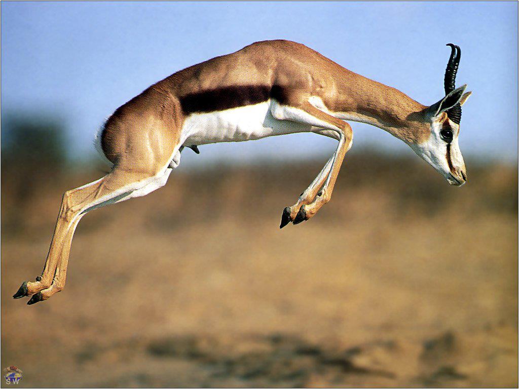 To Save Wildlife In Algeria من أجل حماية الحياة البرية في الجزائر شروع غرداية في انشاء محطة ضخمة لتكاثر غزال الريم حققت مشاريع الحكومة الجزائرية الخاصة بحماية التراث النباتي والحيواني تقدما