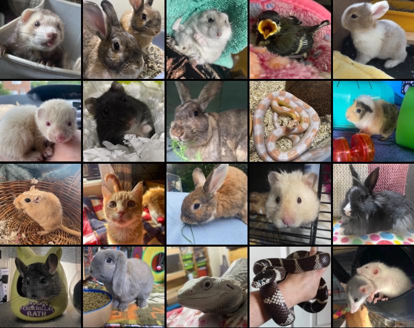 Meraki's Small Animal Rescue & Rehabilitation | Hexham