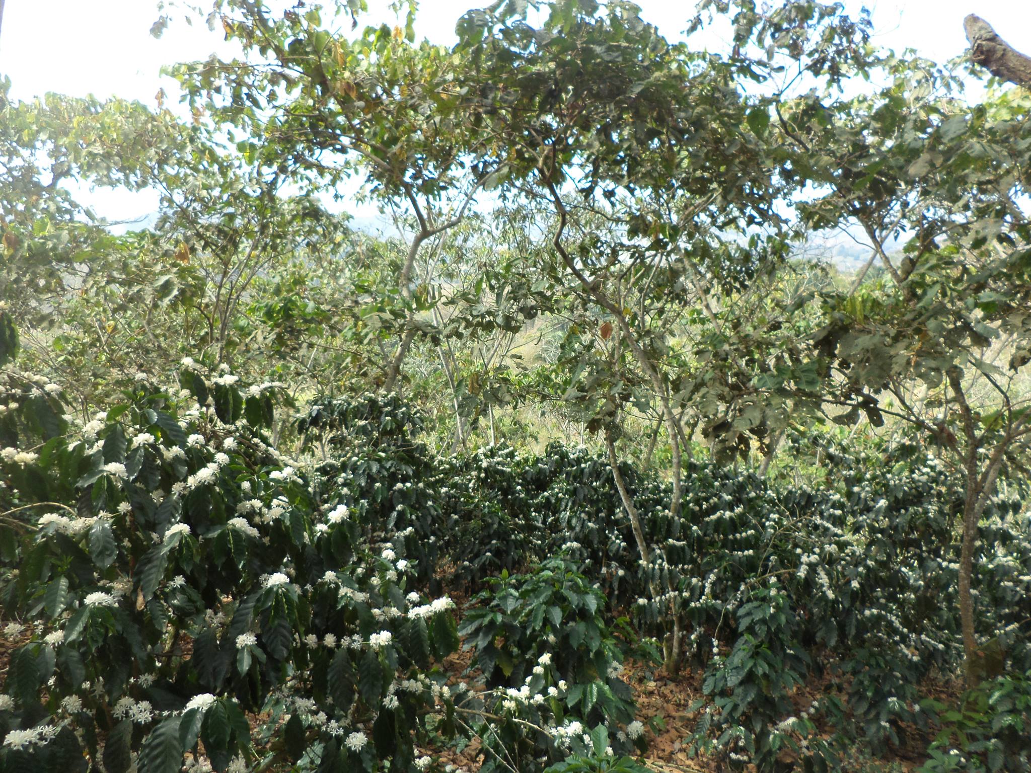 Asociacion De Caficultores Organicos Las Lasjas 