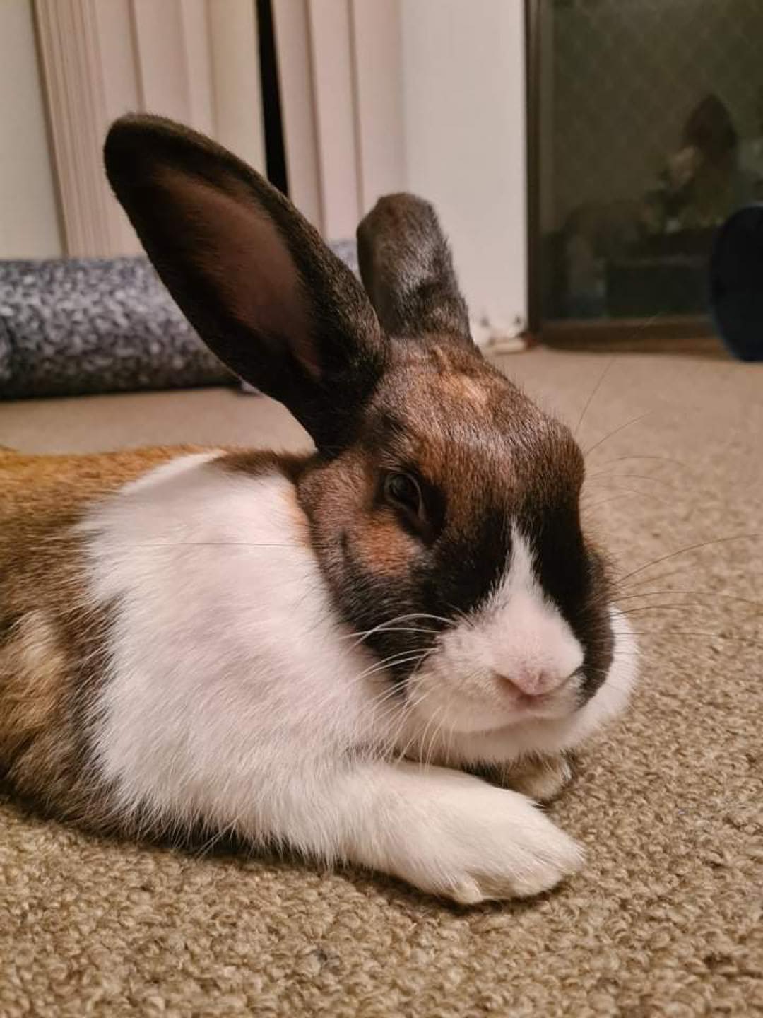 🌸🌸 Meet sisters, Sonya & Sindel 🌸🌸... - Romeo's Rabbit Rescue