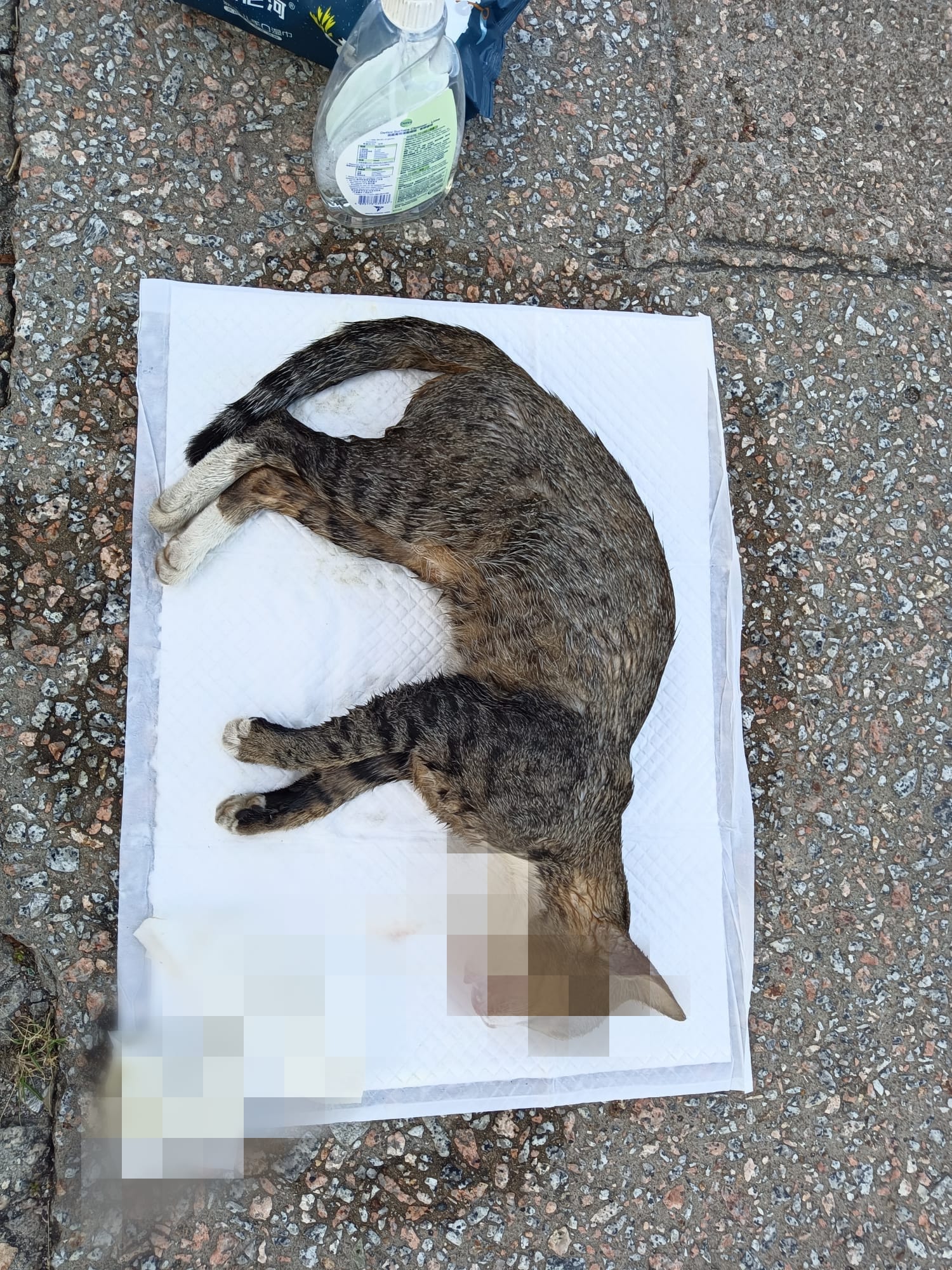 浪浪送行者 - ＊不好意思🙏相片可能會令人不安😔🙏＊...