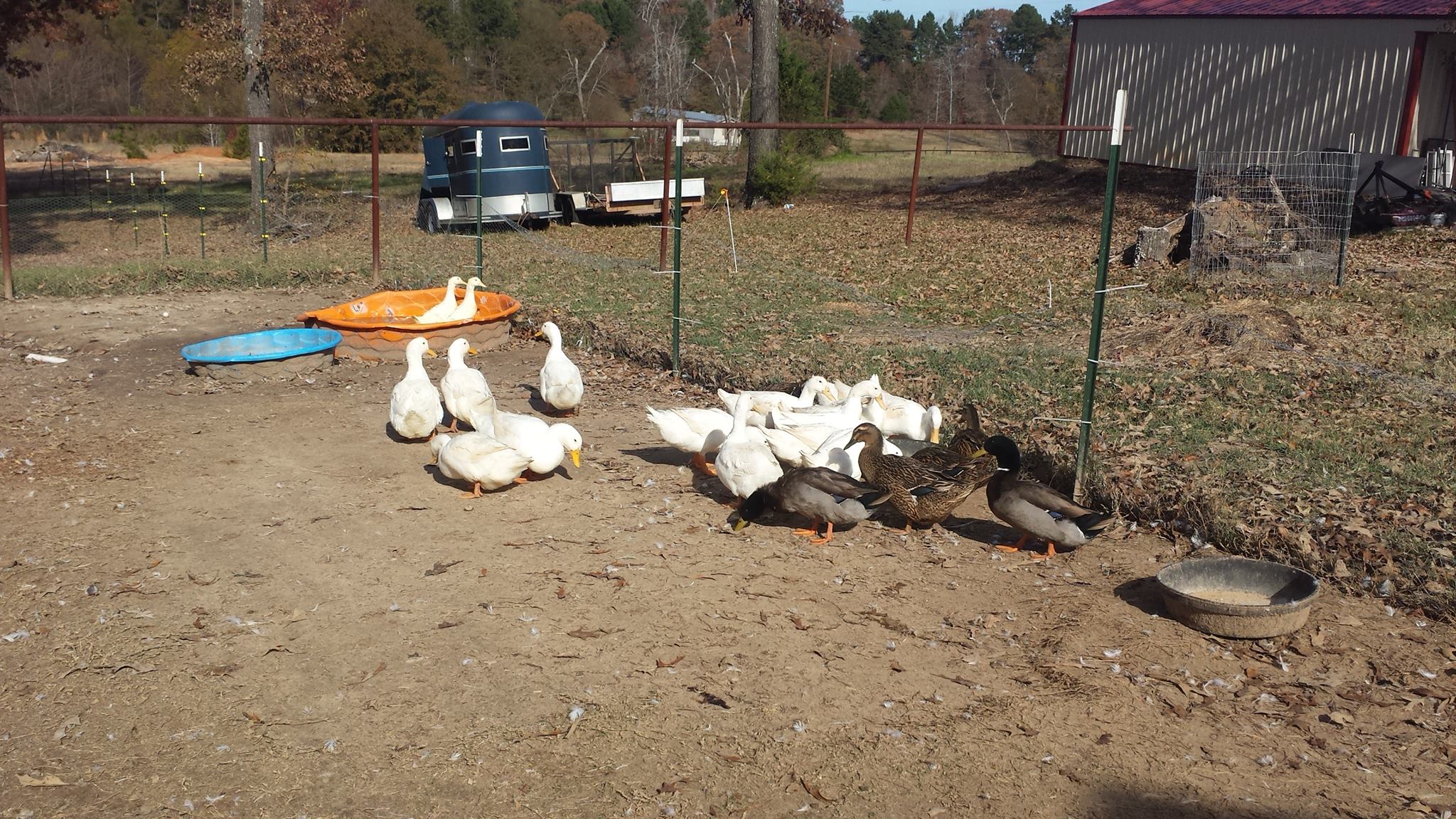 Happy hens and friends second... - Happy Hens and Friends
