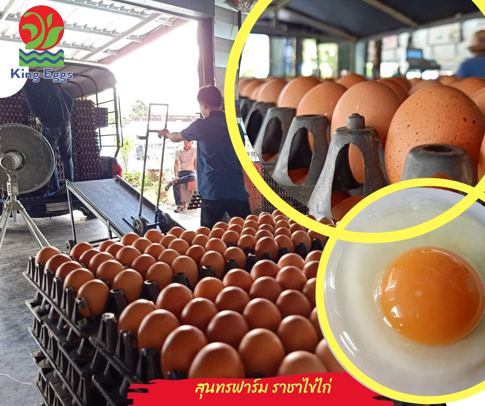 🐔สุนทรฟาร์ม... - คิงส์ เอ้กส์ - ราชาไข่ไก่ - King Eggs | Facebook