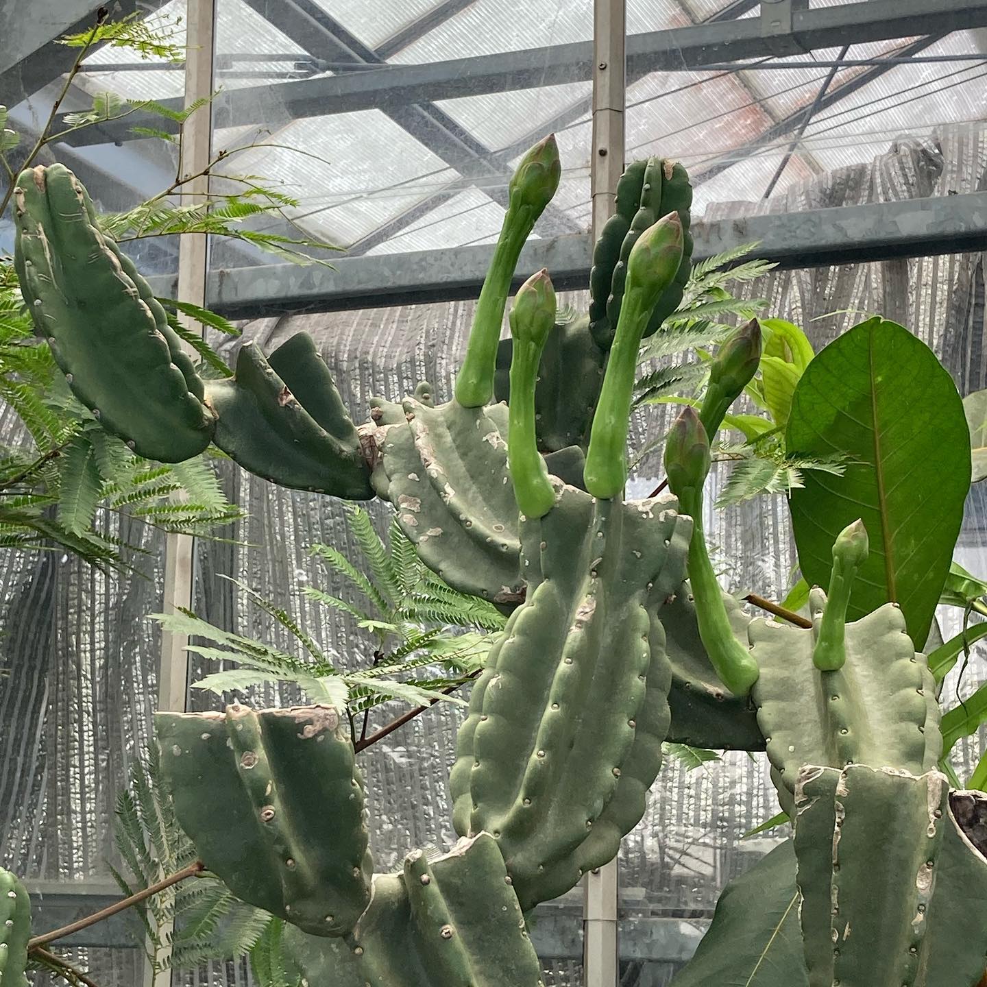 柱サボテン#サボテンの蕾#ブランチ#石化#鬼面角#高島屋植物園 大きな柱