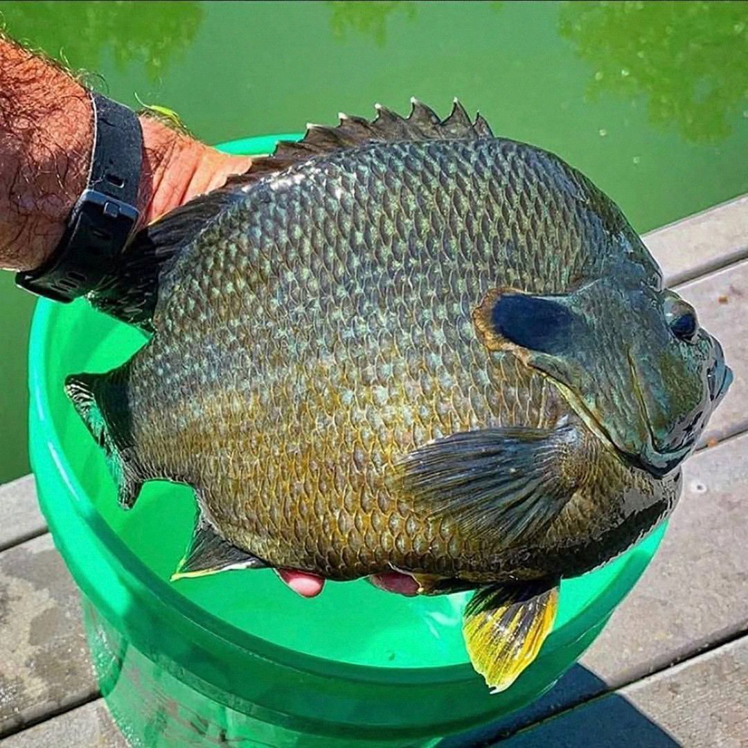Panfish On The Fly | 😲😲😲😲 | Facebook