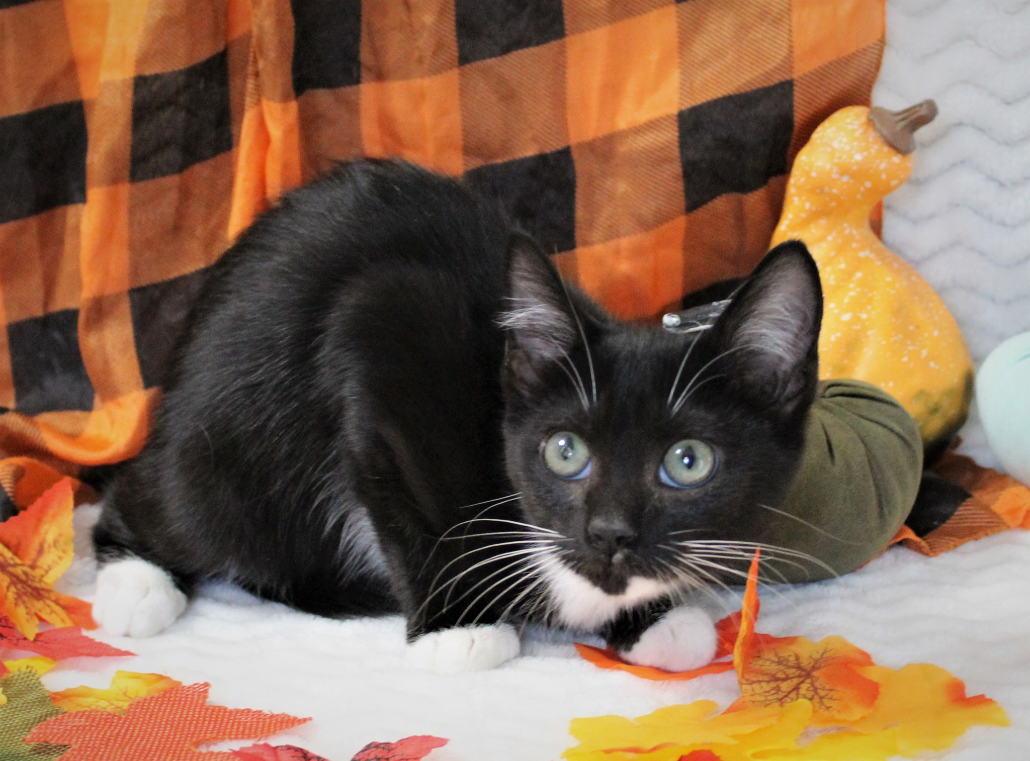 Say hello to your lap... - Triad Independent Cat Rescue | Facebook