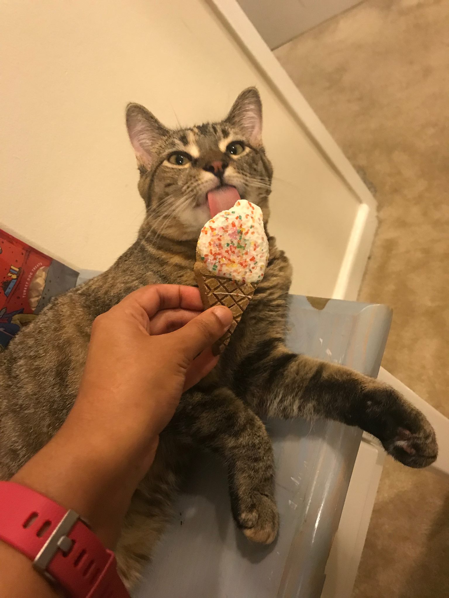 Butterscotch Pudding Cat
