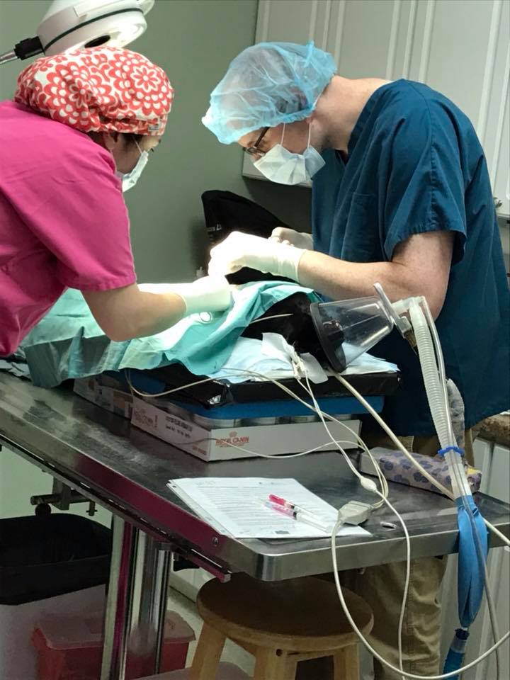 Fixing Felines - A successful 1st TNR clinic for Fixing...