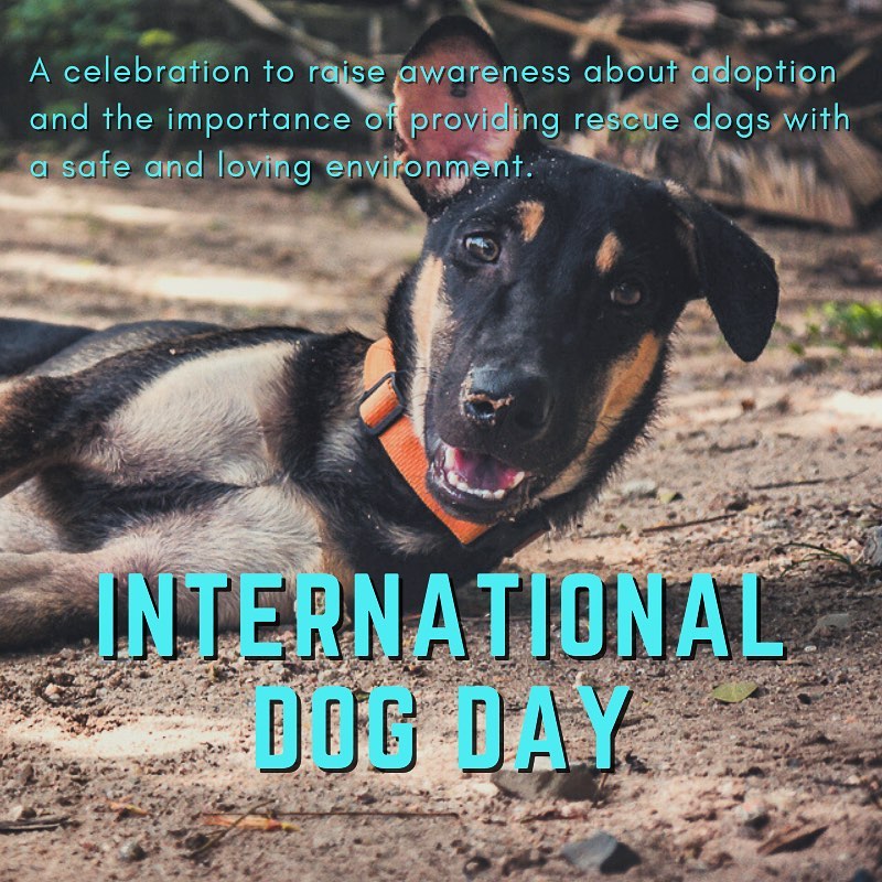 Koh - International Dog Day is observed on August 26th every year to ...