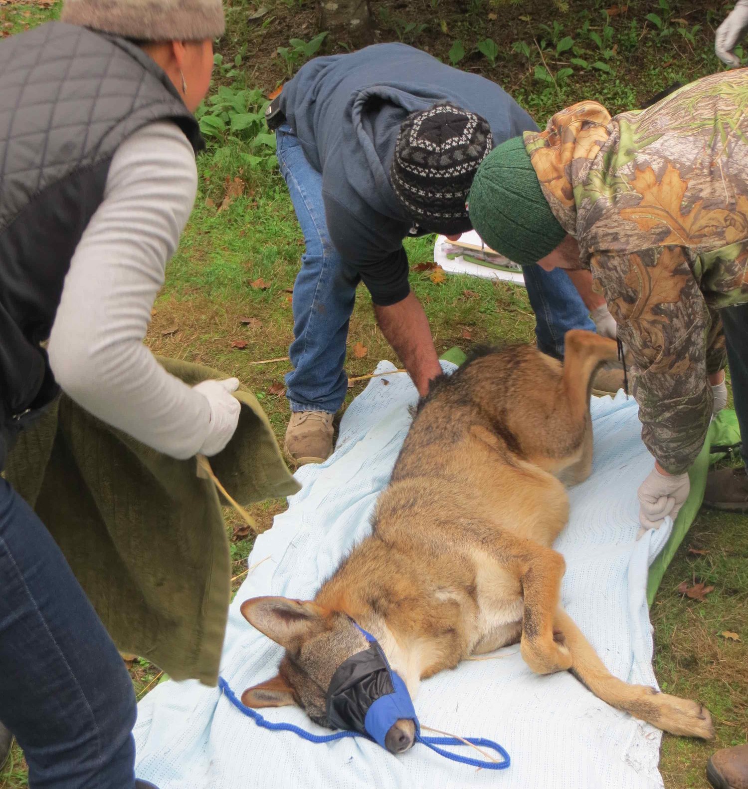 GWR - Humane Dog Capture and Handling - Home