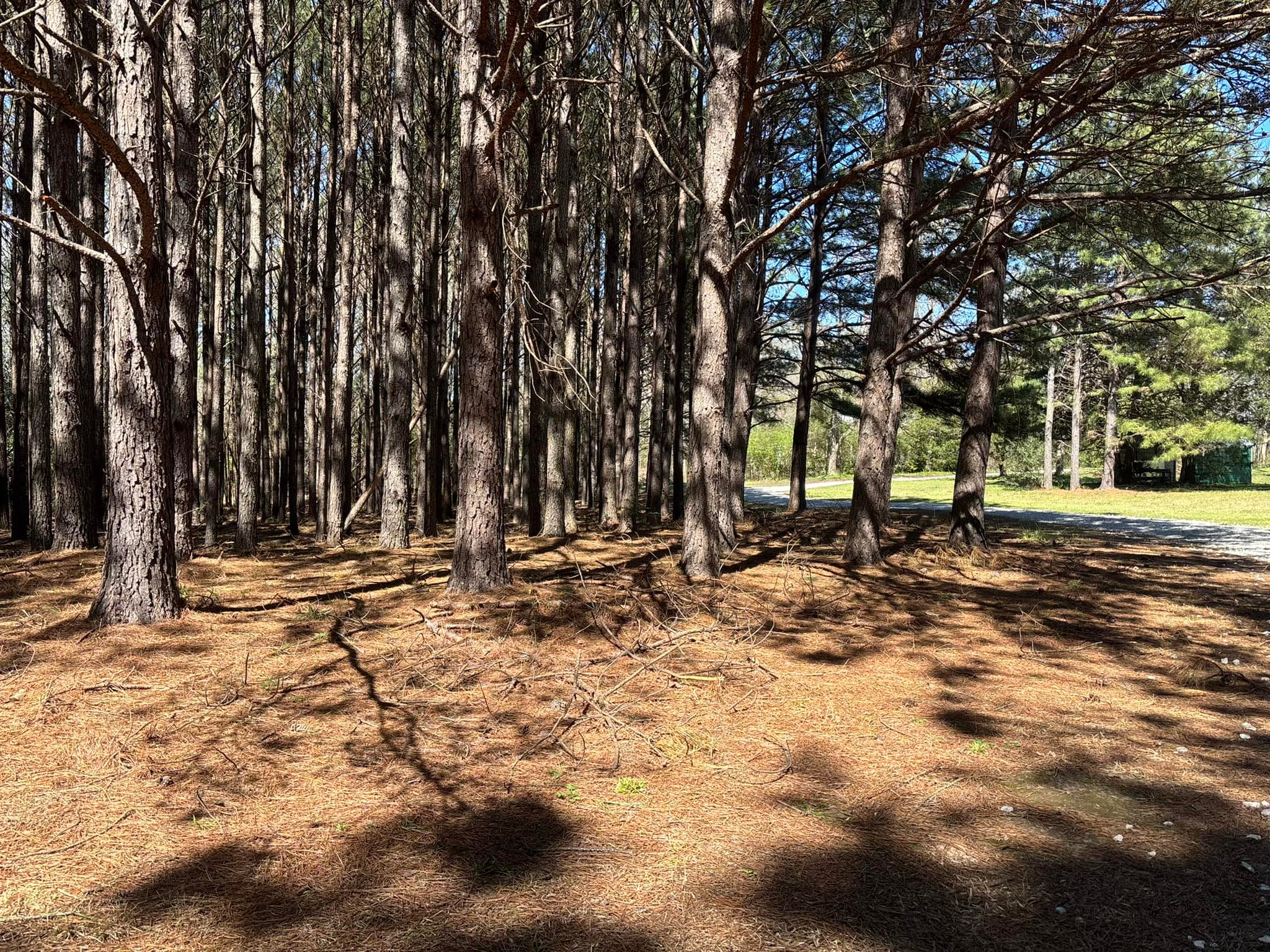 Pine straw removal service in Pine Mountain